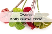 Anthurium/Orkidé